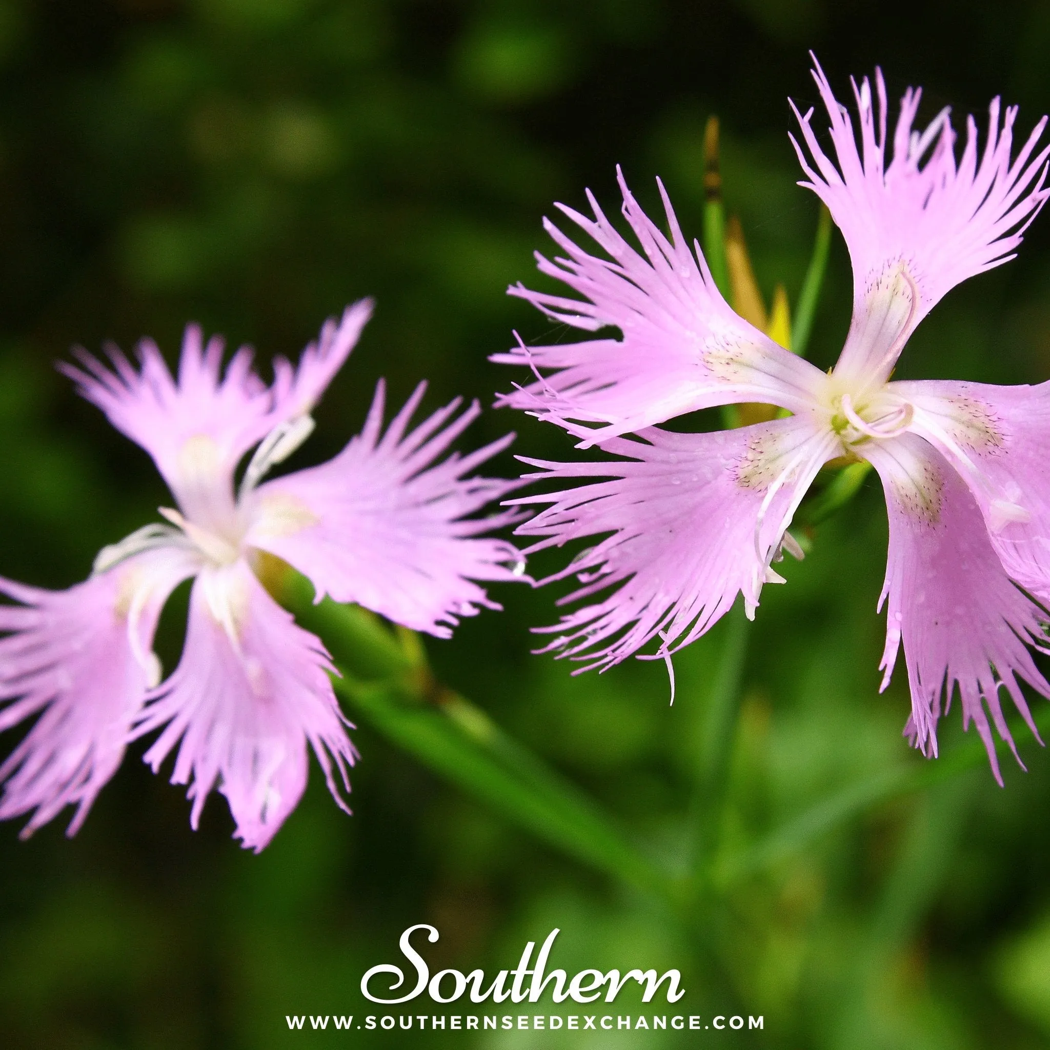 Pinks, Fringed (Dianthus superbus) - 200 Seeds