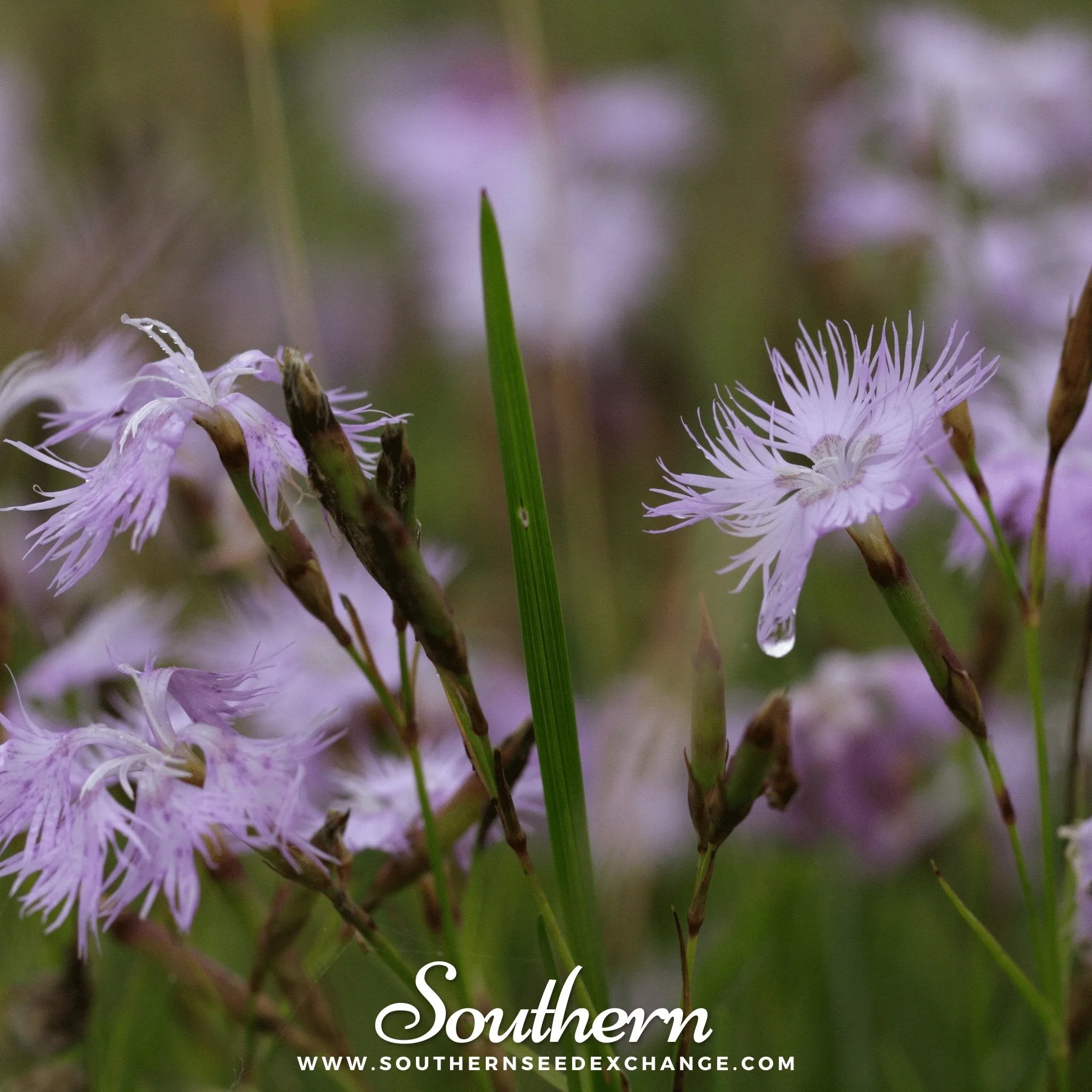 Pinks, Fringed (Dianthus superbus) - 200 Seeds