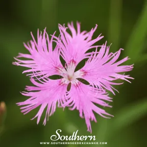 Pinks, Fringed (Dianthus superbus) - 200 Seeds