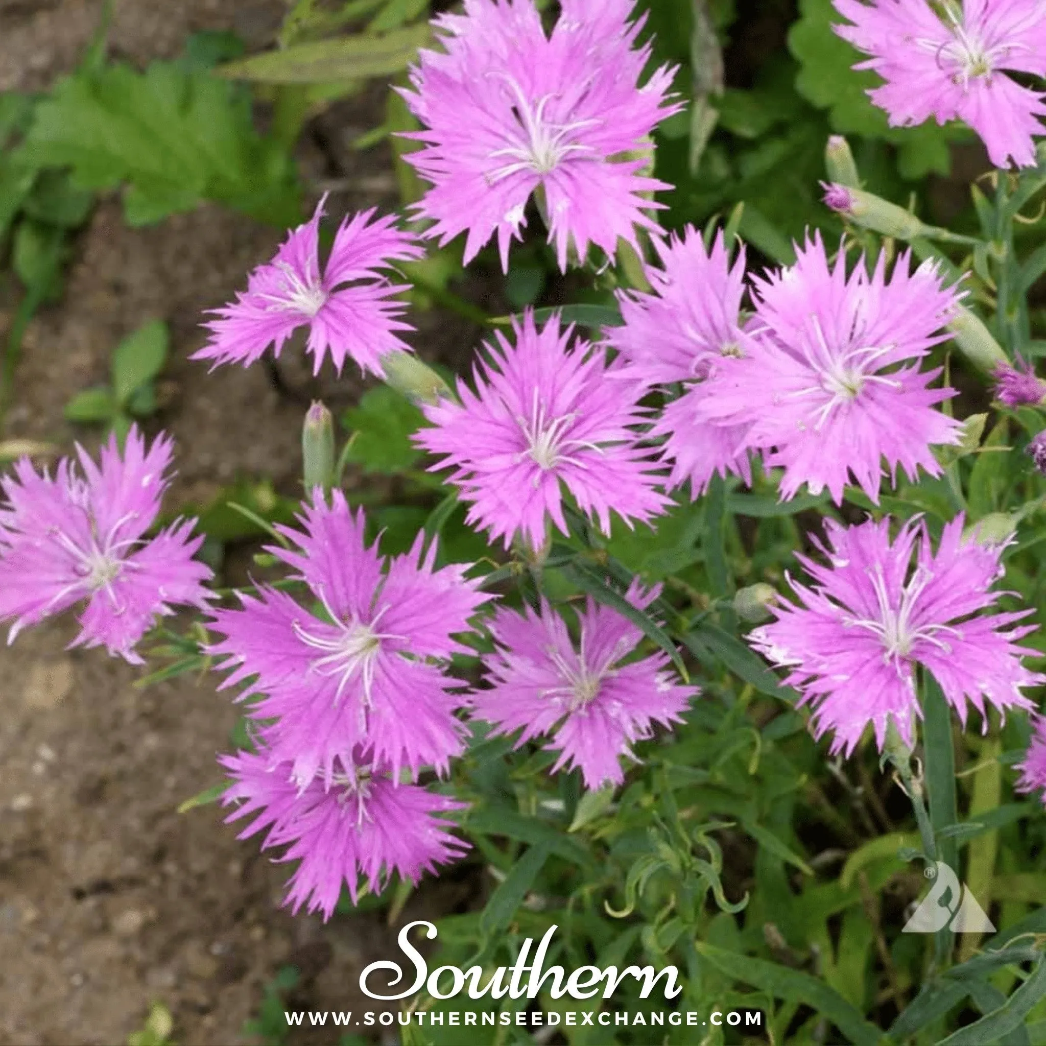 Pinks, Fringed (Dianthus superbus) - 200 Seeds